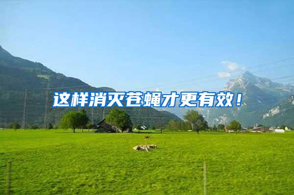 這樣消滅蒼蠅才更有效！