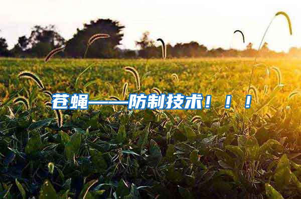 蒼蠅——防制技術?。?！