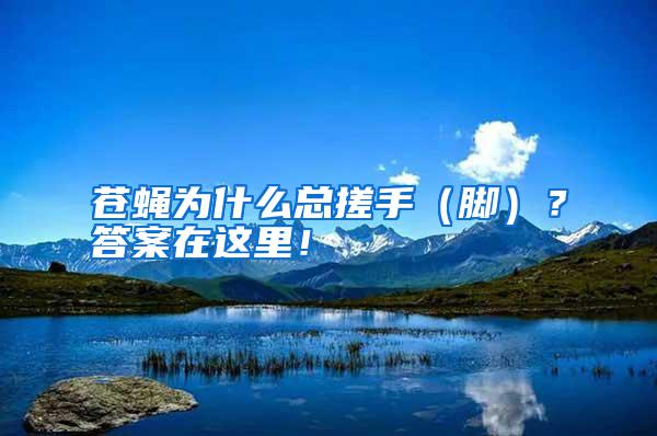 蒼蠅為什么總搓手（腳）？答案在這里！