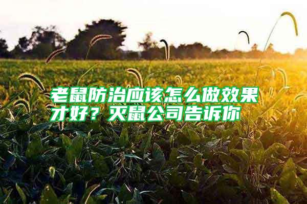 老鼠防治應該怎么做效果才好？滅鼠公司告訴你