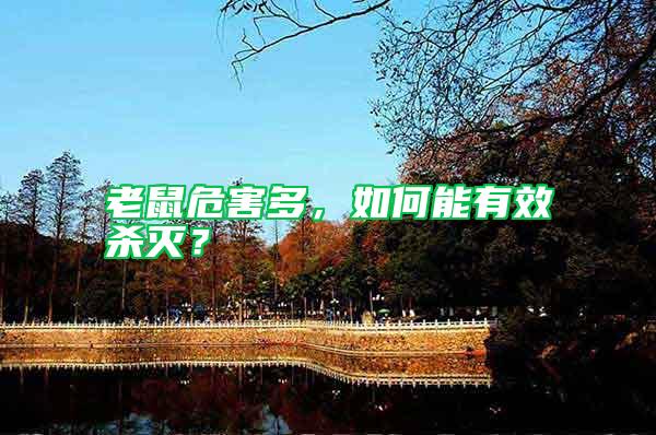 老鼠危害多，如何能有效殺滅？