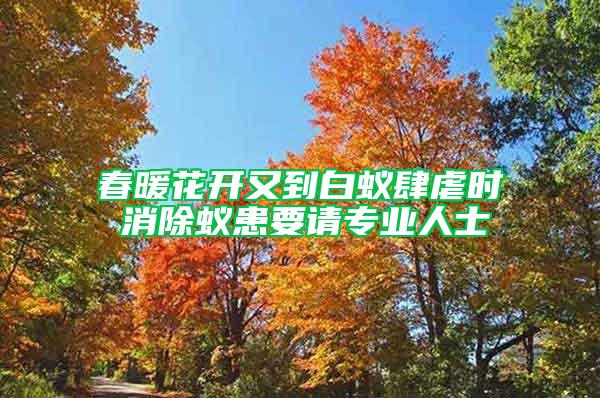 春暖花開又到白蟻肆虐時(shí) 消除蟻患要請(qǐng)專業(yè)人士