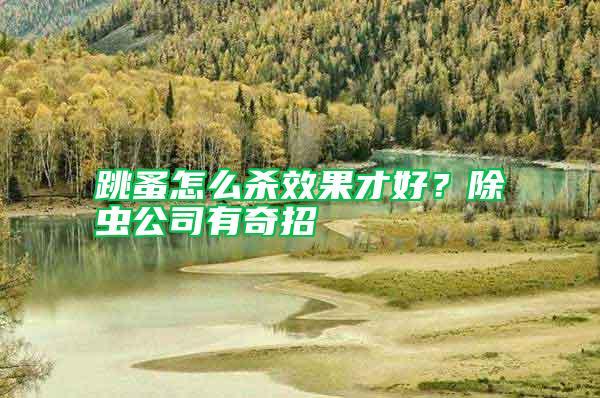 跳蚤怎么殺效果才好？除蟲公司有奇招