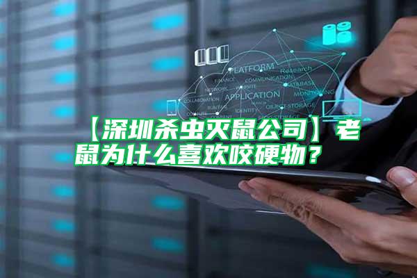 【深圳殺蟲滅鼠公司】老鼠為什么喜歡咬硬物？