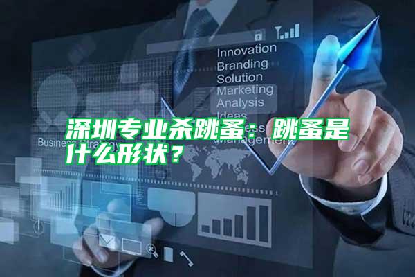 深圳專業(yè)殺跳蚤：跳蚤是什么形狀？