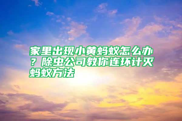 家里出現(xiàn)小黃螞蟻怎么辦？除蟲公司教你連環(huán)計(jì)滅螞蟻方法