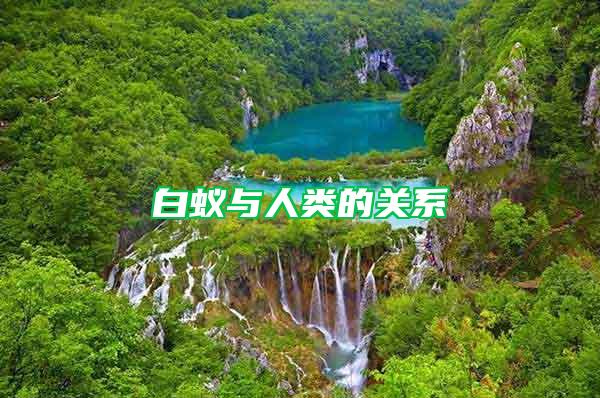 白蟻與人類(lèi)的關(guān)系