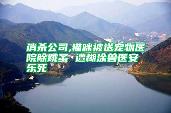 消殺公司,貓咪被送寵物醫(yī)院除跳蚤 遭糊涂獸醫(yī)安樂(lè)死