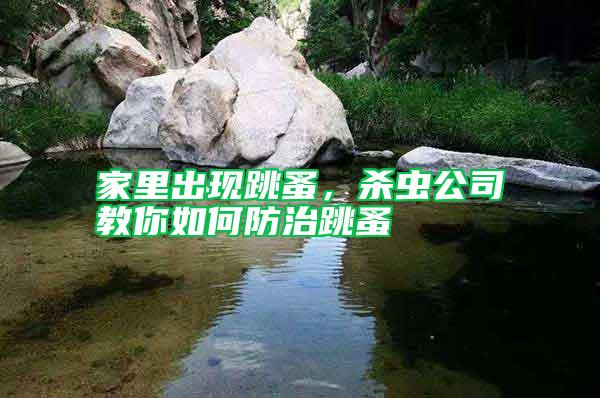 家里出現跳蚤，殺蟲公司教你如何防治跳蚤