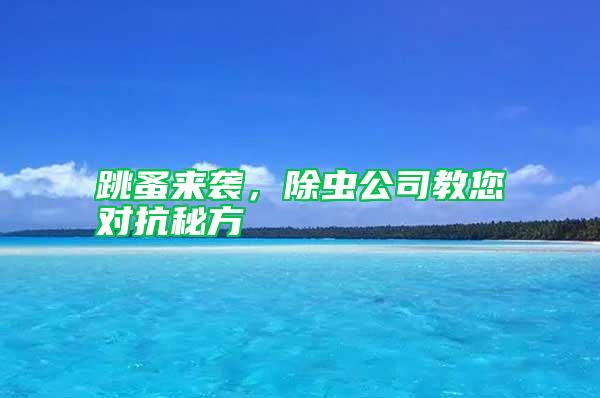跳蚤來襲，除蟲公司教您對抗秘方