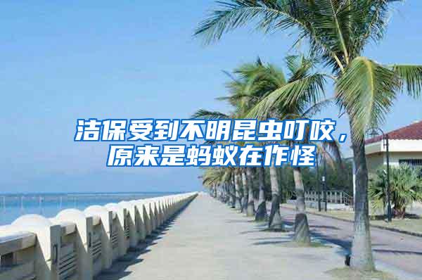 潔保受到不明昆蟲叮咬，原來是螞蟻在作怪