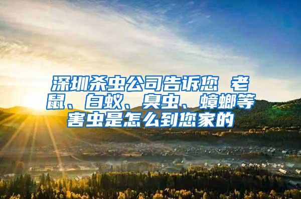 深圳殺蟲公司告訴您 老鼠、白蟻、臭蟲、蟑螂等害蟲是怎么到您家的