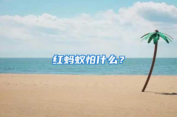 紅螞蟻怕什么？