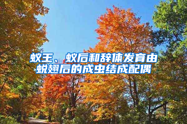 蟻王、蟻后和辭體發育由蛻翅后的成蟲結成配偶