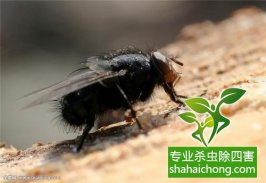 家里發(fā)現(xiàn)書虱怎么辦？如何消滅書虱