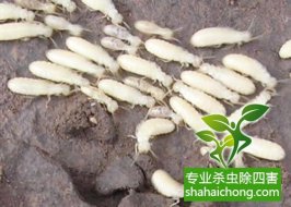 深圳白蟻防治白蟻對我國農(nóng)作物還不是重要的害蟲