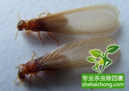 深圳白蟻防治：預(yù)防白蟻后，殘留的藥水會對人有毒嗎？