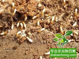 深圳白蟻防治：專家對房屋木構(gòu)件及木家具的滅蟻方法
