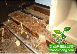深圳白蟻防治白蟻來襲，當心！