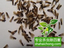 深圳白蟻防治公司,建筑白蟻應該如何預防？
